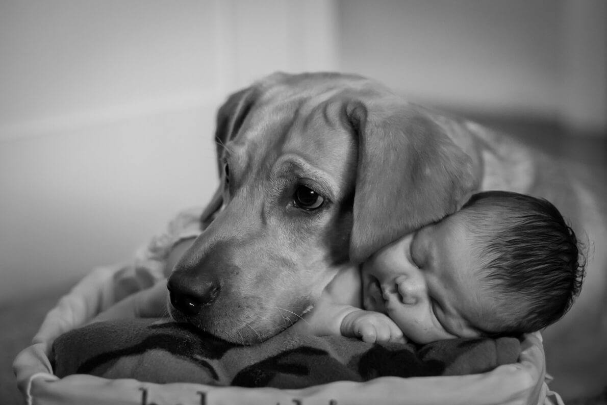 A dog rests his head on a newborn